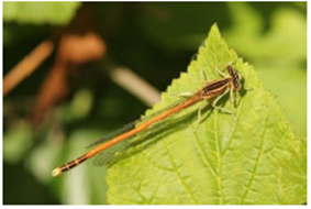 Photo d'un Agrion orangé