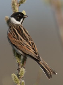 Photo d'un Bruant des roseaux