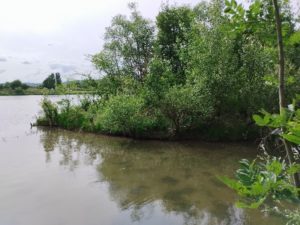 Photo de forêt alluviale
