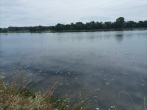 photo de formations aquatiques à Myriophille en épi