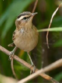 Photo d'une Phragmite des joncs