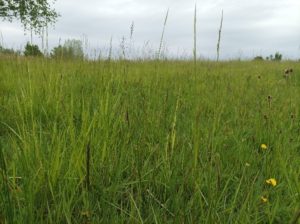 Photo de prairie humide